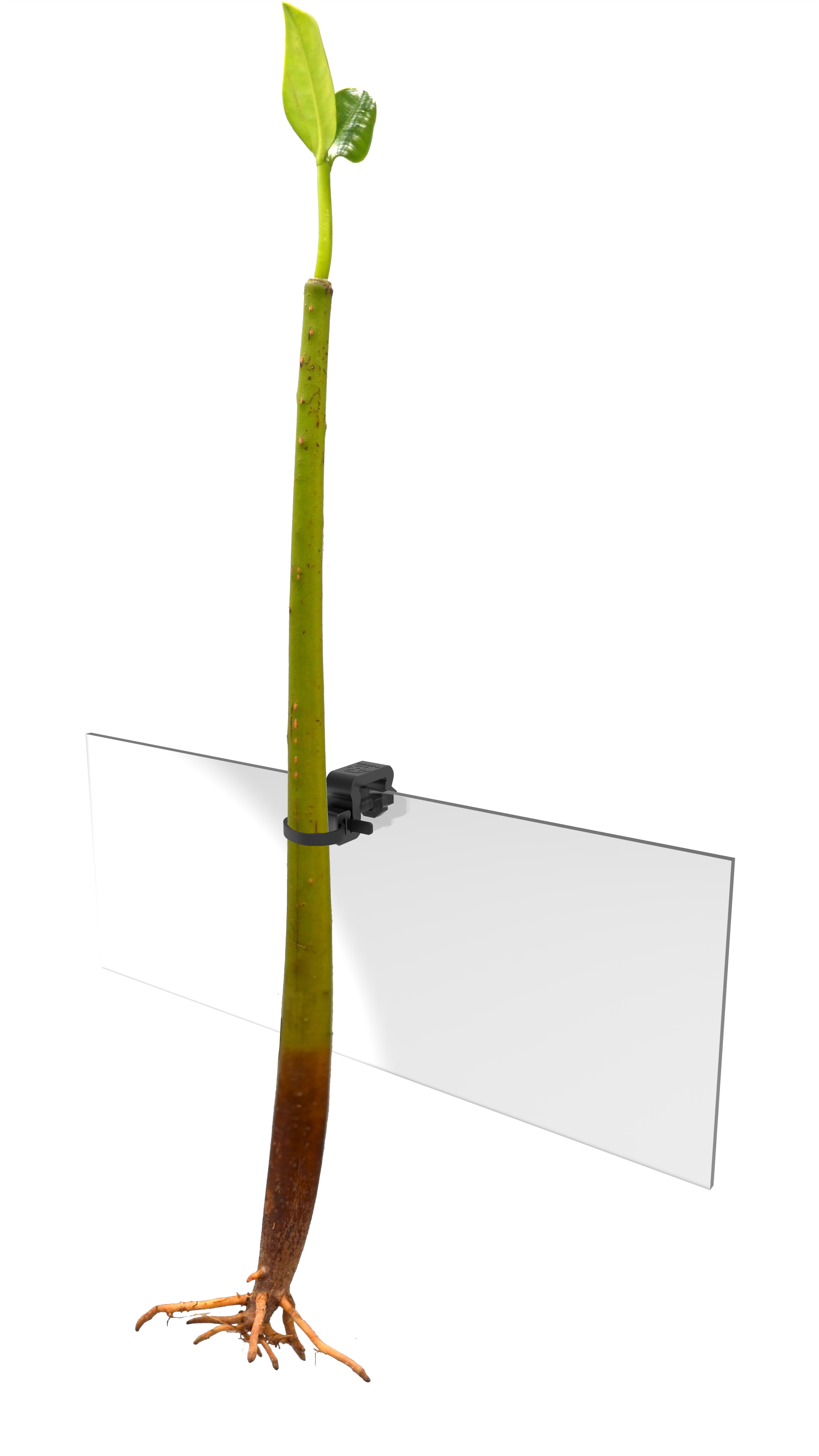 MRL - Mangrove & Probe Holder