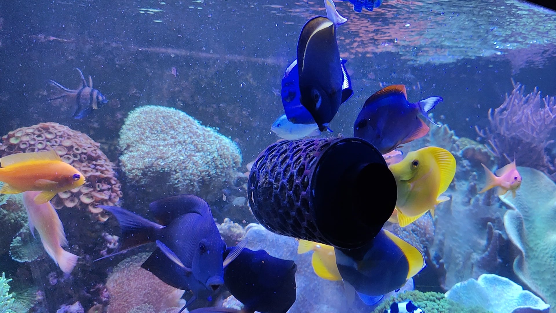 Mad Reef Lab - Nori Feeder / Grazer